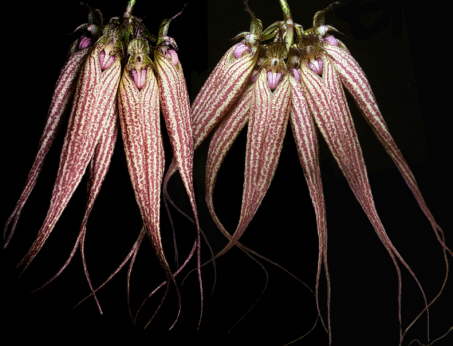 Bulbophyllum 